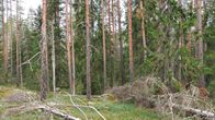 Keskellä metsää mäntyjä ja kuusia, joiden lomassa maassa on kaatuneita puiden oksia ja matalana vihreää kasvillisuutta.