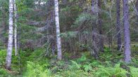 Ahokaarteen suojeltu metsätila Tuusniemellä, monimuotoista ja lajirikasta aluetta vanhoine koivuineen ja kuusineen.