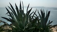 Agave kasvaa Kapernaumissa Genesaretin järven rannalla