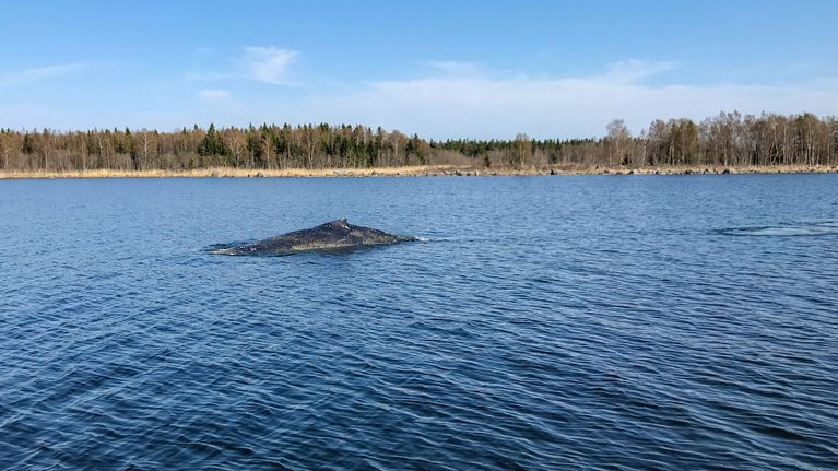 Valaan selkä veden pinnassa.