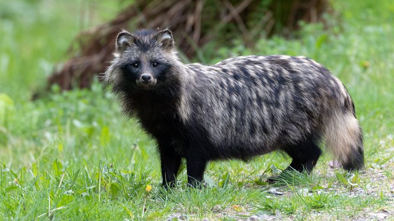 Finland culls nearly 14,000 invasive raccoon dogs and minks | Yle News ...