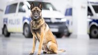 Vuoden poliisikoira 2023 Piki istuu poliisiauton edessä