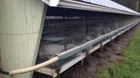 Pälsfarm i Kannus