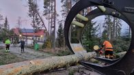 Isoja myrskyn katkaisemia mäntyjä raivataan tieltä. 