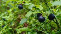 Vihreiden lehtien joukossa kasvaa useita mustikoita metsäisessä ympäristössä.