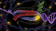 havainnekuva CRISPR-cas9-genominmuokkaustyökalun toiminnasta