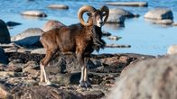 Muflonilampaat tarkkailevat ympäristöään keväisessä metsässä.