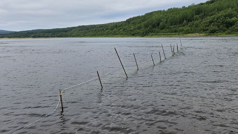 Pato Tenojoessa. Kuvattu kesällä 2024, kun Lapin Ely-keskus myönsi kulttuuriin perustuvia poikkeuslupia. Saamelaisseura Sámi Siida sai luvan opettaa lapsille ja nuorille padolla lohenpyynti. 