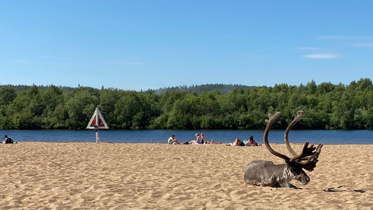 Poro loikoilee Ivalon uimarannalla.