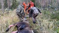 Metsästäjät vetävät kaadettua hirveä pois metsästä vetoliinolla.