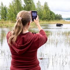 Woman on a lake shore, holding up a smartphone, taking pictures of a water buffalo in the distance.