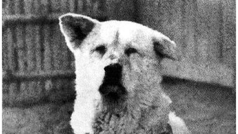 Koira istuu.
