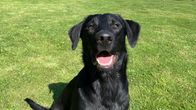 Musta labradorinnoutaja Pentuliven vihreäpantainen Allu eli Oiva istuu nurmikolla ja katsoo kameraan.