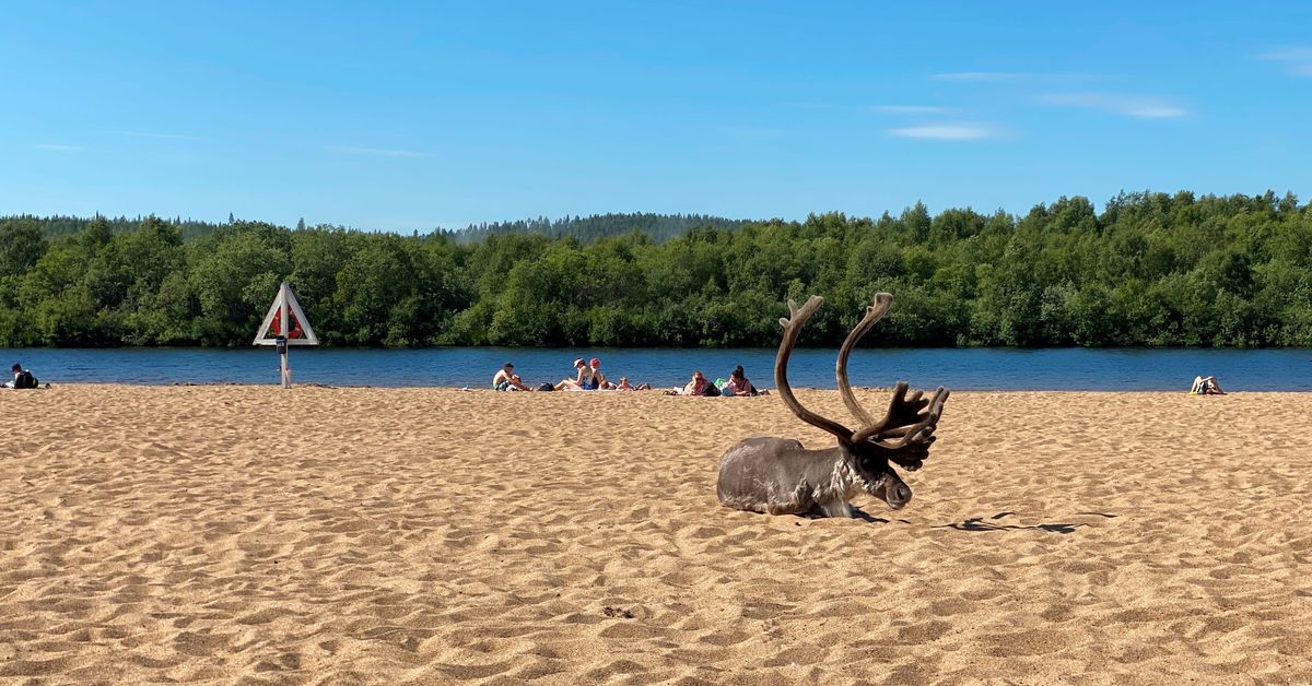 Urosporojen rykimä eli kiima-aika alkaa – luonnossa liikkujan kannattaa ...