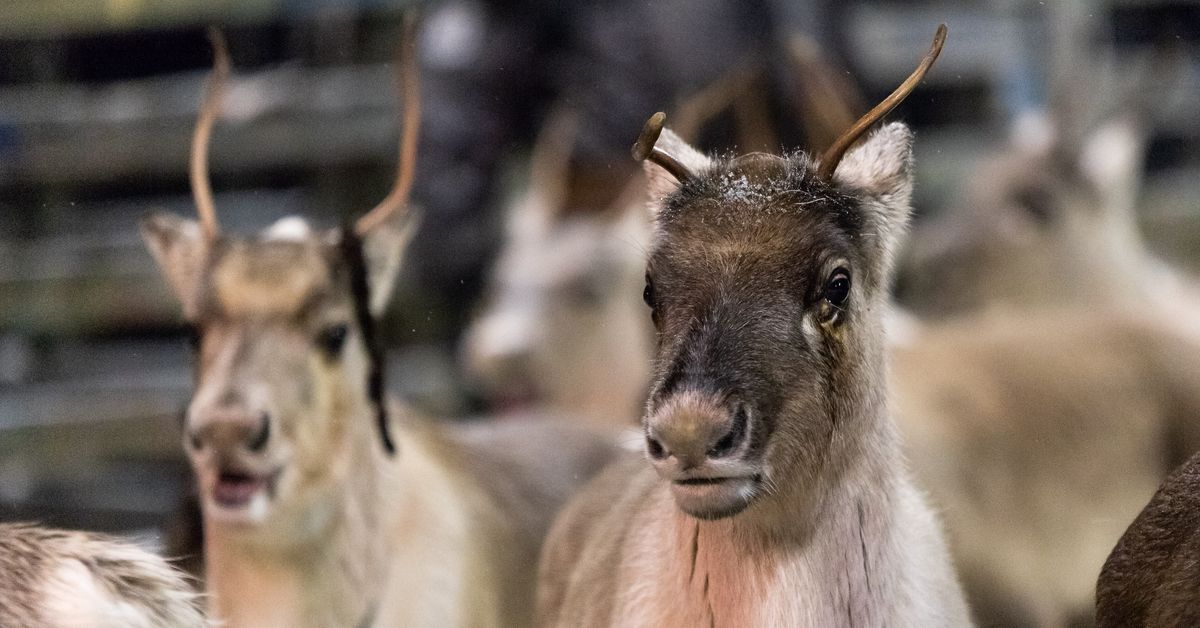 Eana- ja meahccedoalloministeriija ii áiggo iskat dán dálvvi ...