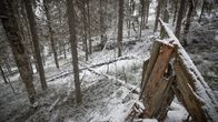 Havupuita lumisessa metsässä.