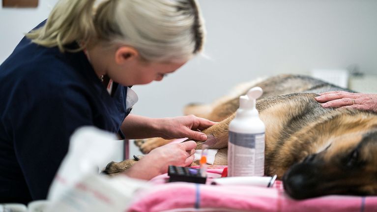 Gör så här om antibiotikaresistens upptäcks i ditt husdjur | Inrikes ...