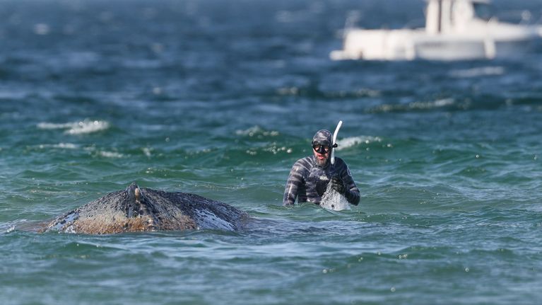 Valen Timmy död efter flera strandningar och räddningsförsök | Utrikes ...