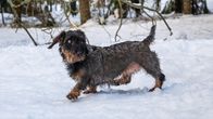 Mäyräkoira tepastelee lumessa.