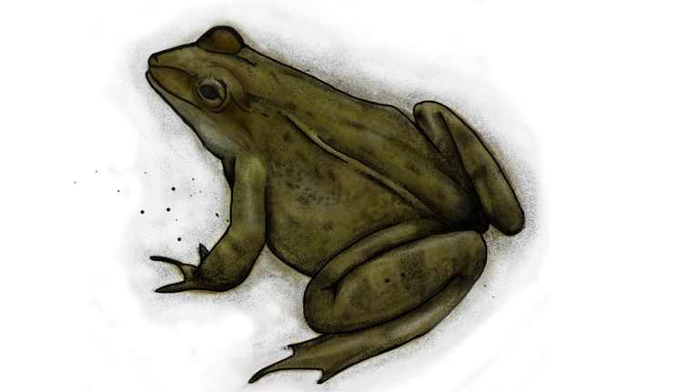 piirroskuva viitasammakko