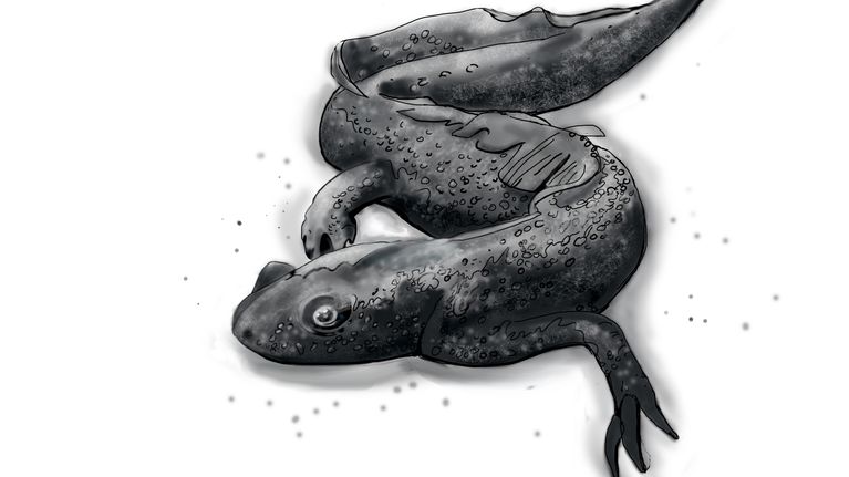 Piirroskuva rupilisko