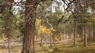 Kuvassa on suojeltua metsää Enontekiöllä. Tiheässä männikössä on monen ikäisiä puita ja myös kaatuneita keloja.