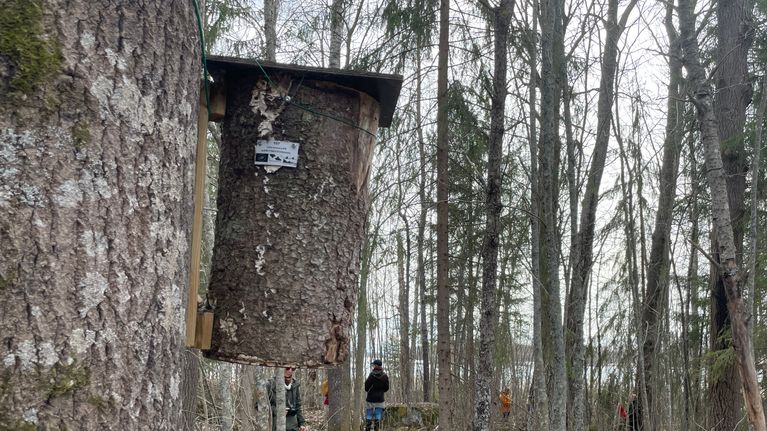 Liito-oraville tarkoitettu pesäpönttö.