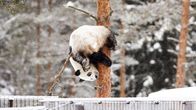 Panda kiipeilee puussa lumisessa maisemassa.