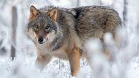 Photo shows a wolf in the wild.