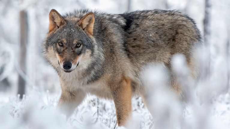 Photo shows a wolf in the wild.