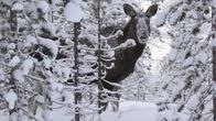 Hirvi seisoo lumisessa metsässä.