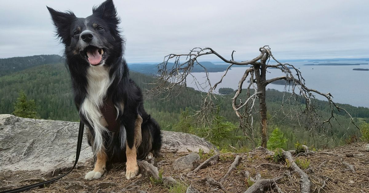 Finland's most famous pine dies