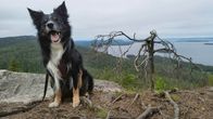 Bordercollie Velho Kolin kansallispuiston Mäkrävaaralla kuuluisan käkkyräisen männyn vieressä.
