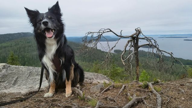 Bordercollie Velho Kolin kansallispuiston Mäkrävaaralla kuuluisan käkkyräisen männyn vieressä.