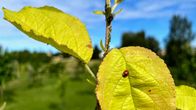 Kirvoja ja leppäkerttu omenapuun oksilla