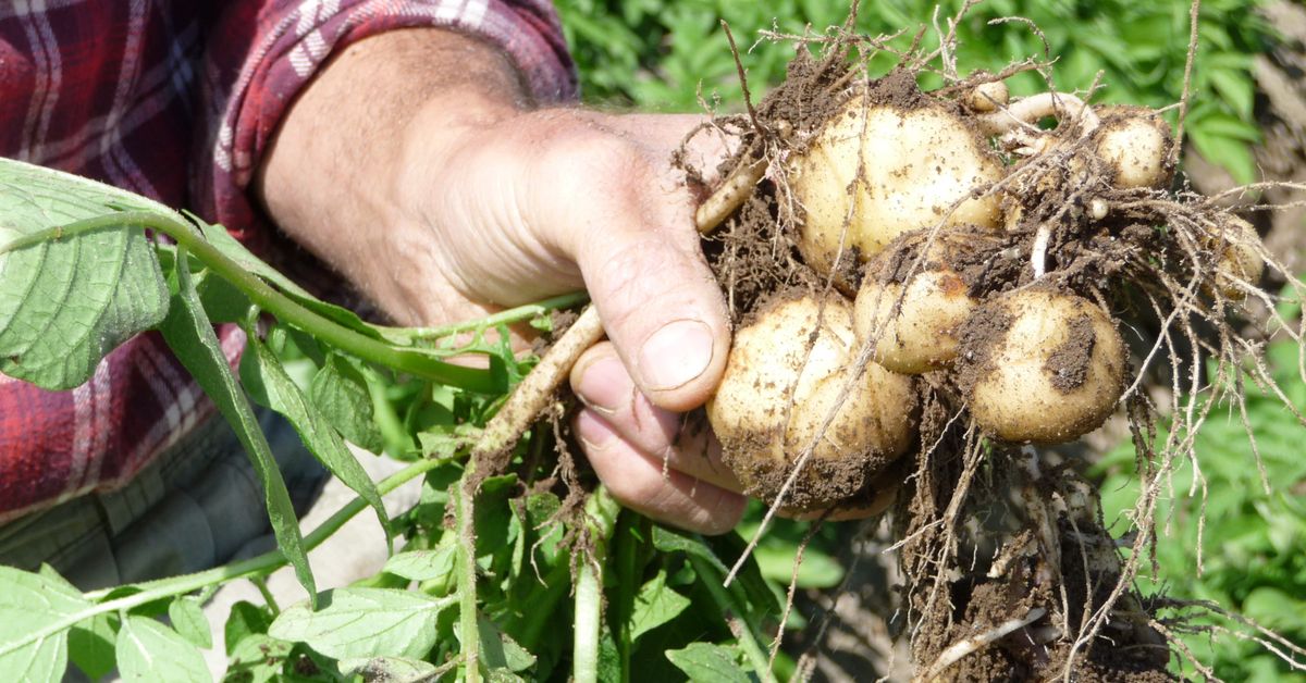 Nypotatis redan till våravslutningen – på Mossala i Åbolands skärgård ...