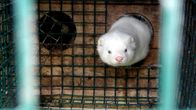 Farmmink.