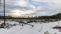 Lumipeitteinen hakattu metsäaukio talvimaisemassa, jossa on vähän mäntyjä, pilvinen taivas, auringonlasku ja ympäröivä metsä horisontissa.