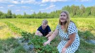 Tomas ja Noora Harju tarkastavat raakilevaiheessa olevia mansikoita Puumalan Viljakansaaressa.