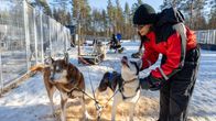 Matkailija  silittää vetokoiraa.