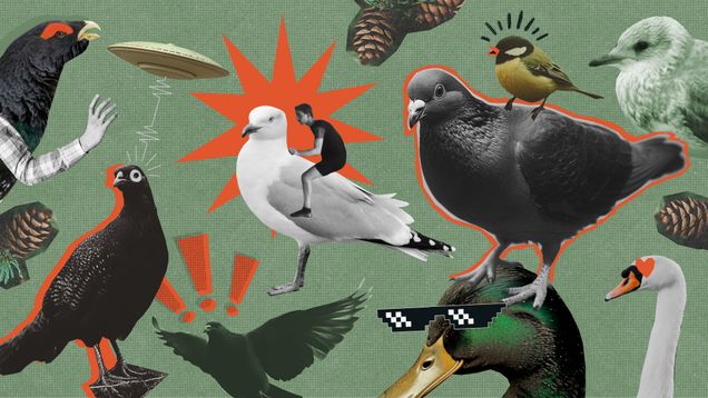 Erilaisia lintuja kuvassa. Niihin on lisätty piirroskuvia. Ihminen ratsastaa lokilla, ankalla on lasit ja talitiainen ratsastaa pululla. 