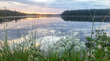 Rantakasveja ja valkoisia kukkia järven rannalla, taustalla metsä ja pilvinen taivas auringonlaskun aikaan.