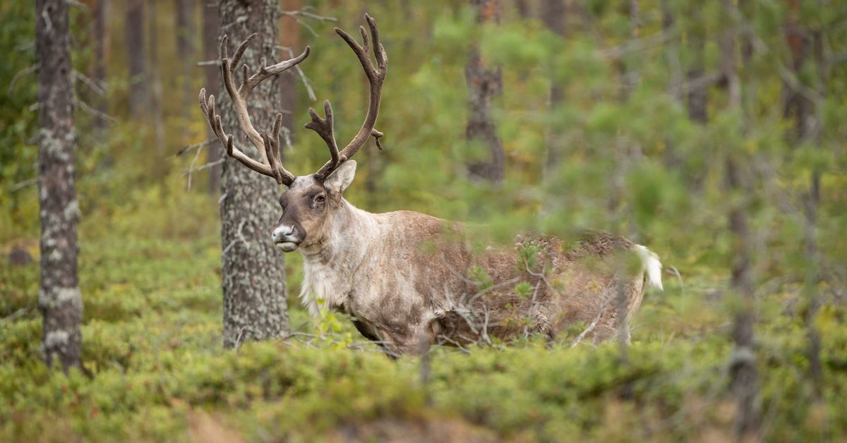 yle.fi