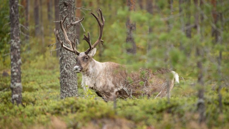 mets-peura-ja-tuulivoima-t-rm-ys-kurssilla-pohjanmaalla-kunta