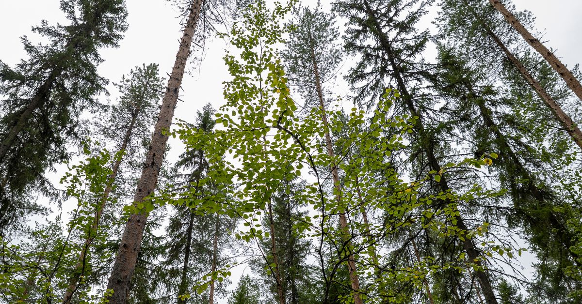Metsänhoitoyhdistysten rooli jatkuvapeitteisen metsätalouden hitaassa yleistymisessä Suomessa