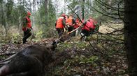 Hirvenmetsästys käynnissä. Kaatunutta hirveä kuljetetaan.