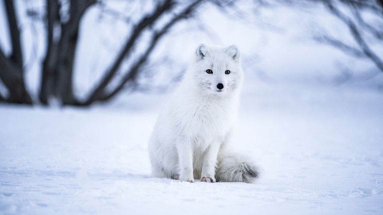 Naali on saanut pentuja ensimmäistä kertaa 26 vuoteen! – Tällainen on ...