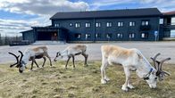 Hotelli Pallaksen edustalla kolme poroa syömässä. Yksi niistä on vasa. 