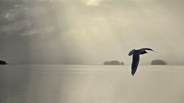 Lintu lentää tyynen veden yllä sumuisessa maisemassa, taustalla näkyy pieniä saaria ja pilvistä taivasta.