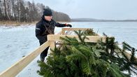 Henkilö on nostanut talvella jään päällä kuusia puisen kehikon sisään.